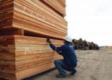 EU imports of tropical sawnwood up 24%