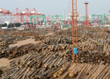 Soaring Chinese softwood log imports from Latvia