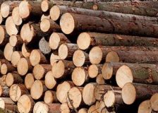 Wood prices are rising sharply in Germany