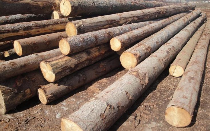 Austria: Prices for spruce sawlogs on the rise