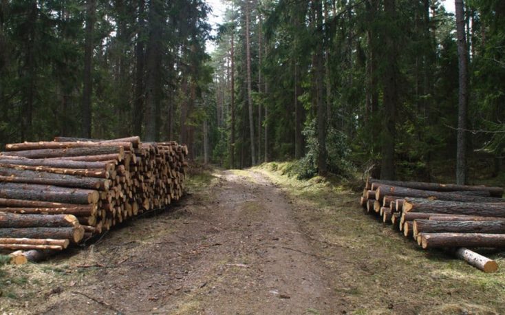 Austria: Spruce sawlogs prices stabilized in March