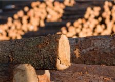 Finland imports of wood chips and logs from Russia fell from record to zero