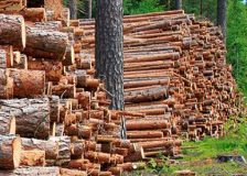 Finland: Wood market situation looks promising as the demand for domestic wood is high