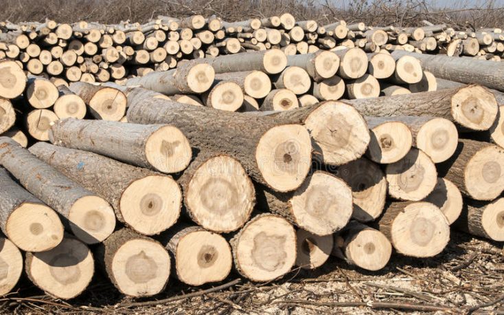 France: Falling poplar prices in 2023?