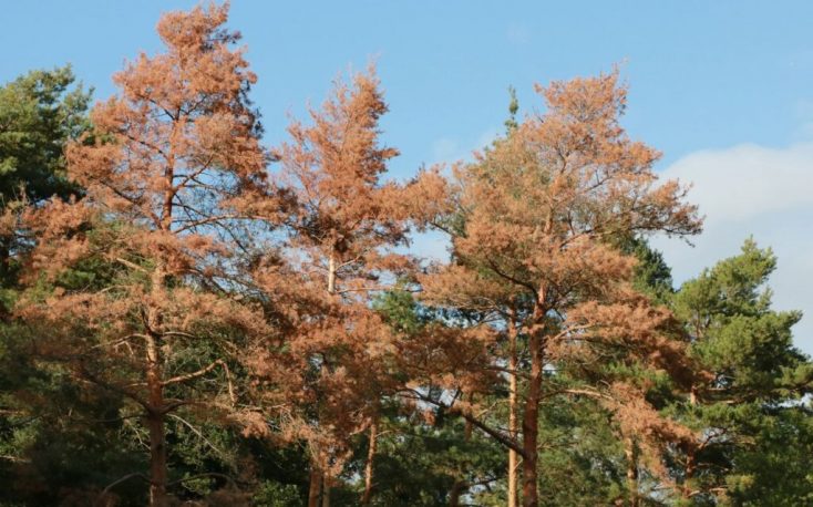 German forests suffering, their conversion is urgent