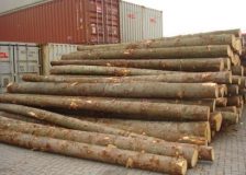 Germany: Spruce log prices on the rise