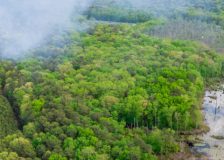 New European Deforestation Regulation challenges the Malaysian timber industry