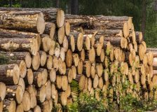 New UK Timber Sector Deal backs future domestic timber supplies against imports