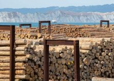 Progress reported with Australian log trade to China