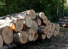 Russian loggers are experiencing additional difficulties with the sale of sawlogs