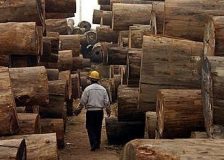 Central African countries fails to honor timber export ban