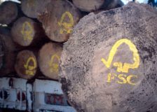 FSC announced the complete withdrawal of Russian forest certification