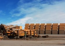 Global weak lumber markets led to reduced sawlog prices