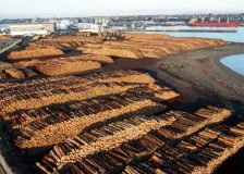 New Zealand log prices continue to rise, sawn timber may be sold to Asia at a discount