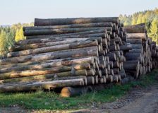 Spruce log prices mostly decreasing in Germany