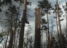 The war is ravaging Ukraine’s forest sector