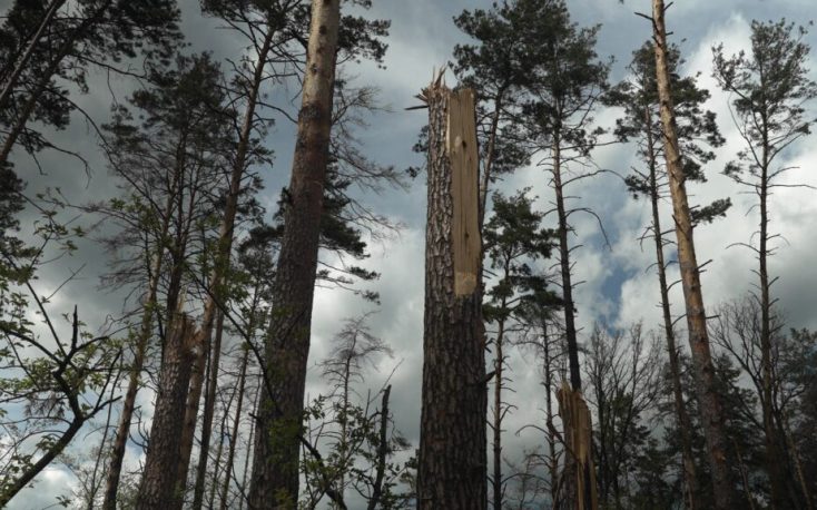 The war is ravaging Ukraine’s forest sector