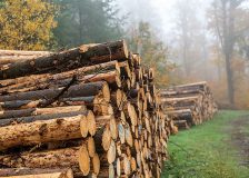 Austria: Softwood log prices fall sharply in May