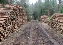 Czech Republic: The bark beetle is retreating and the state is therefore cutting subsidies to foresters