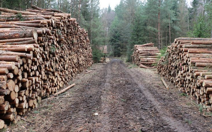 Czech Republic: The bark beetle is retreating and the state is therefore cutting subsidies to foresters