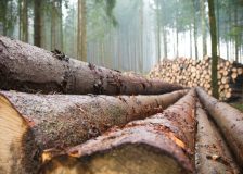 Estonian wood industry thrives despite difficult times