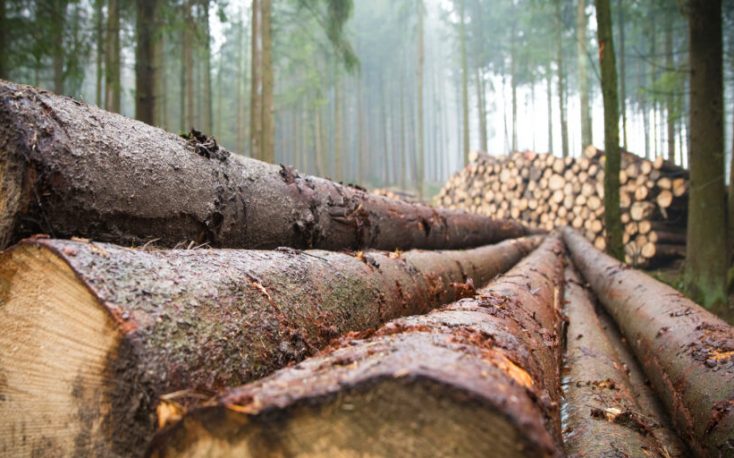 Estonian wood industry thrives despite difficult times