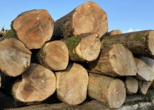 France: Strong growth of ash in hardwood markets