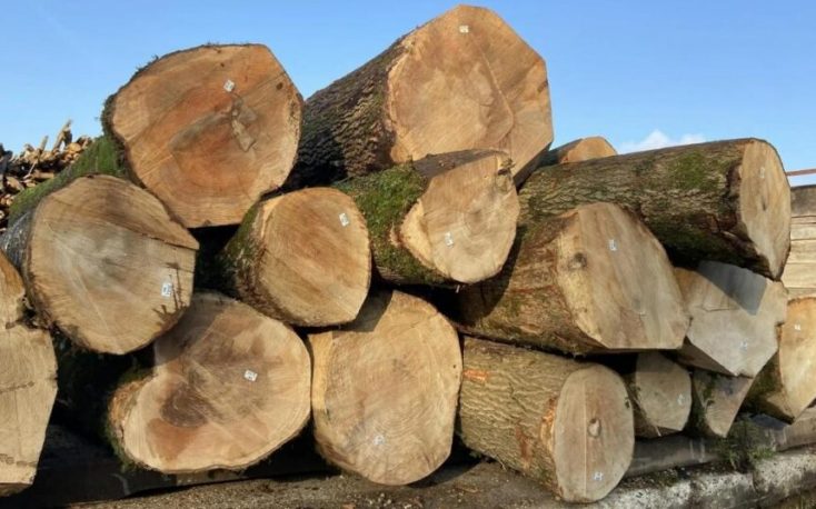 France: Strong growth of ash in hardwood markets