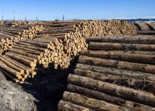 Sharp fall in New Zealand log export prices; Europe might become a new destination