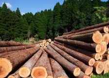 Sweden: Sawlog prices rise in Q1/2023