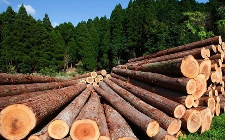 Sweden: Sawlog prices rise in Q1/2023