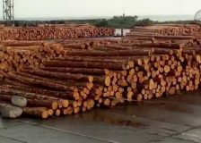 Ukraine aims to replace Russia, Belarus on world timber market