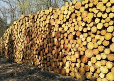 Wood price surge drives profit growth for Czech state enterprise Lesy ČR in 2022; challenges expected