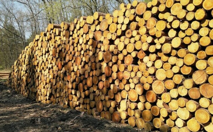 Wood price surge drives profit growth for Czech state enterprise Lesy ČR in 2022; challenges expected