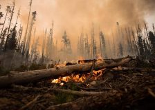 Canadian wildfires trigger concerns of lumber price surge and supply shortage