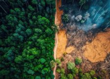 Consumer goods firms could be left without investors over EU deforestation law