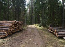 Finland: Record surge in timber trade, log prices on the rise