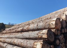 Fluctuating softwood markets in France