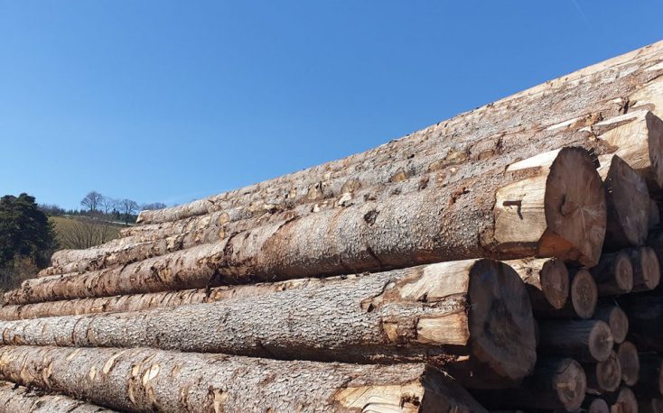 Fluctuating softwood markets in France