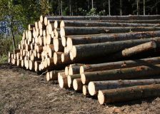 Latvian wood market impacted by the bark beetle, limited supply and falling prices