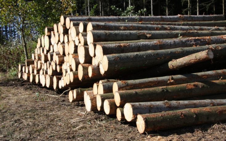 Latvian wood market impacted by the bark beetle, limited supply and falling prices