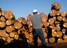 European associations call for restrictions on oak log exports