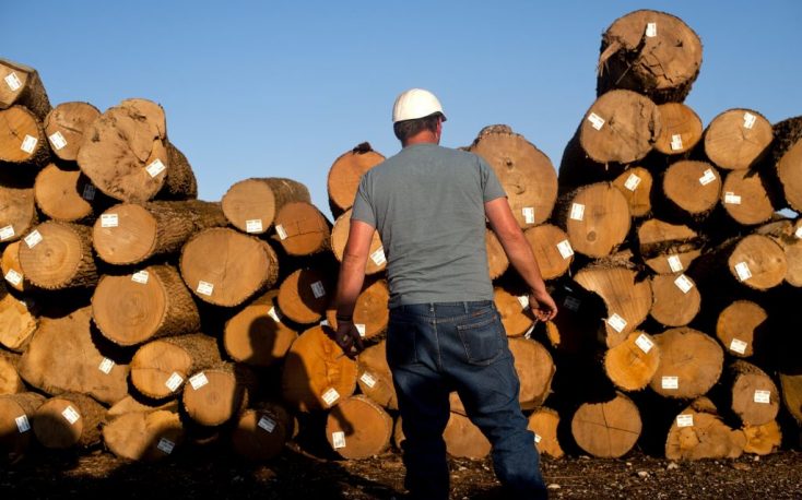 European associations call for restrictions on oak log exports