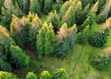 Japanese companies target carbon credits with forestry fund in N. America