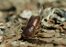 Latvia limits forestry activity due to bark beetle spread