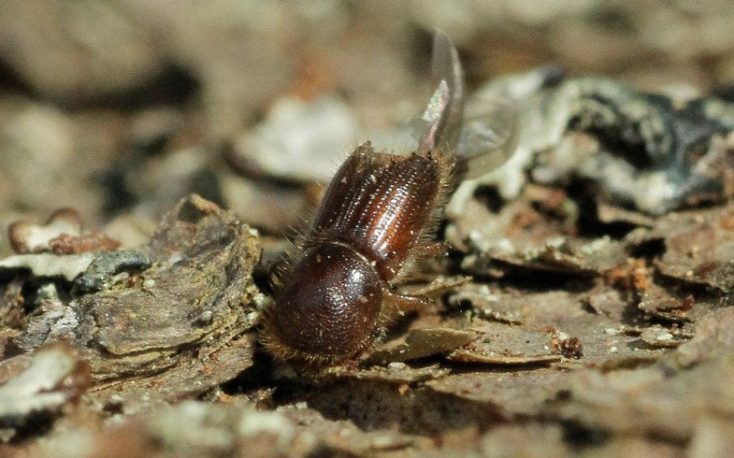 Latvia limits forestry activity due to bark beetle spread