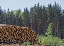 High percentage of the global timber sector not prepared for EUDR