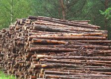 Polish wood industry in crisis, urges government support