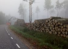 Research: The EU will not achieve its climate goals without reducing logging