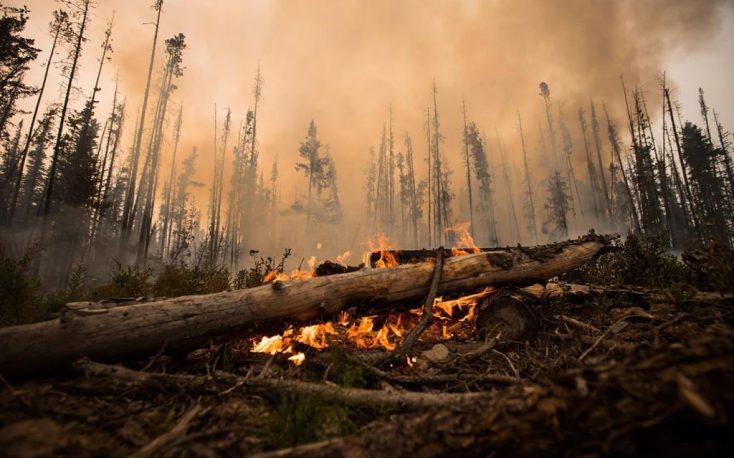 Canadian wildfires could affect future log and timber availability